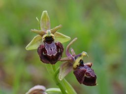 Ophrys_valdeonensis_Mirador_el_Tombo_Picos_de_Europa-min